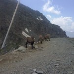 Famiglia di capre montagnose ci fanno compagnia mentre aspettiamo che finisca la pausa pranzo della seggiovia al colle Bettaforca